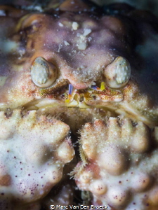 crabface by Marc Van Den Broeck 